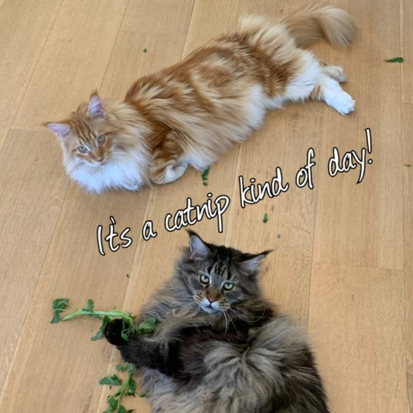 Meet the boys! - Picture 5 of 13